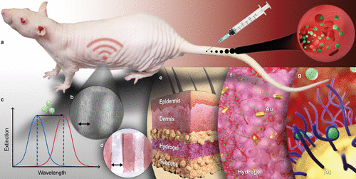 美因兹大学《Nano Letters》纳米金复合可植入水凝胶传感器，体内长期监测卡那霉素浓度的图2