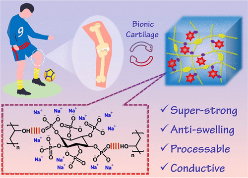 《ACS Materials Lett.》哈工程張馨月/馬寧：超韌/穩(wěn)定/抗溶脹/生物啟發(fā)導(dǎo)電水凝膠，用于關(guān)節(jié)軟骨置換的圖2