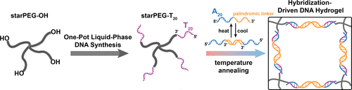 《大分子》可調諧和大規模模型網絡 StarPEG-DNA 水凝膠的圖3