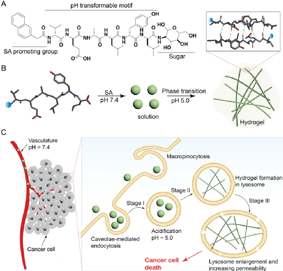 Am 西湖大学王怀民 自组装纳米纤维溶酶体水凝胶 用于靶向溶酶体 解决癌症多重耐药性 全网搜