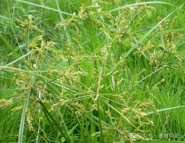 曾经是农民眼中的恶草，没想到竟是名贵药材，现已经被大量种植