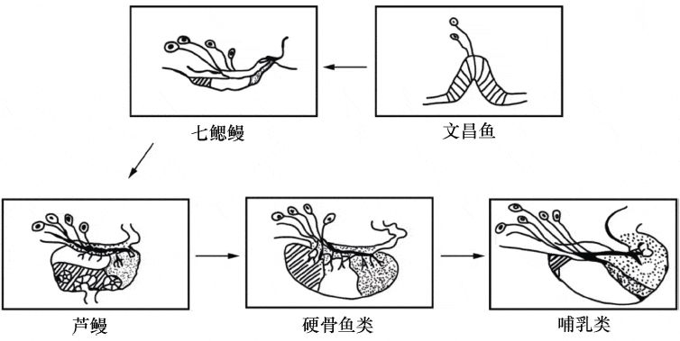 文昌鱼手绘图图片