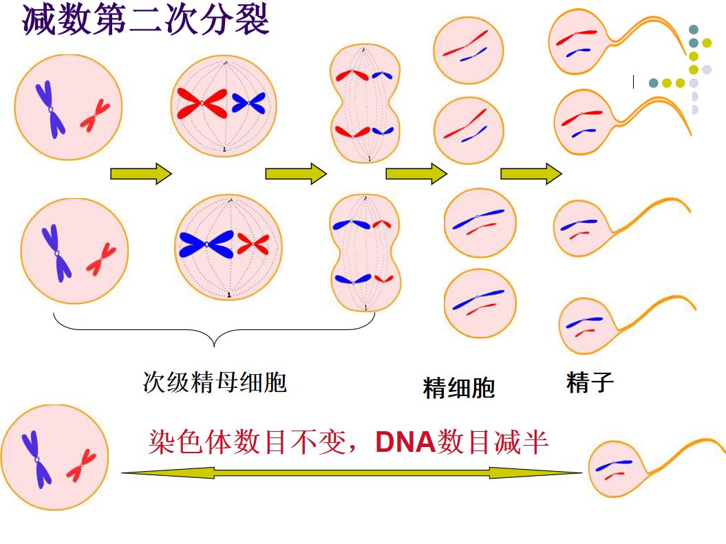 二受精作用(一)配子中染色体组合的多样性1.