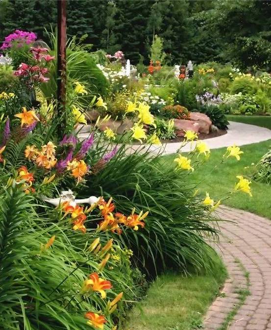 金娃娃萱草 文章来源:anna和花园原创