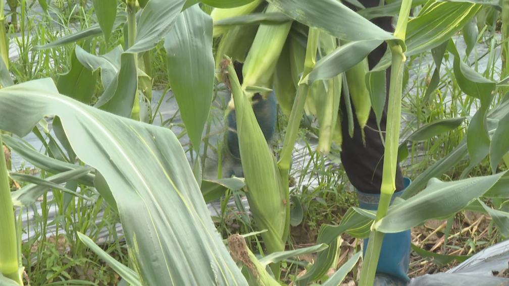 徐春红:我们这基地种植的牛奶水果玉米从5月10日开始开园采摘,总种植