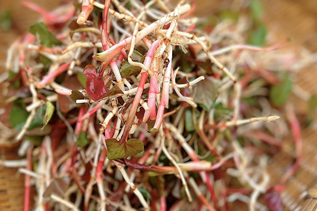 说到吃折耳根,川渝人的颗粒度一下就对齐了