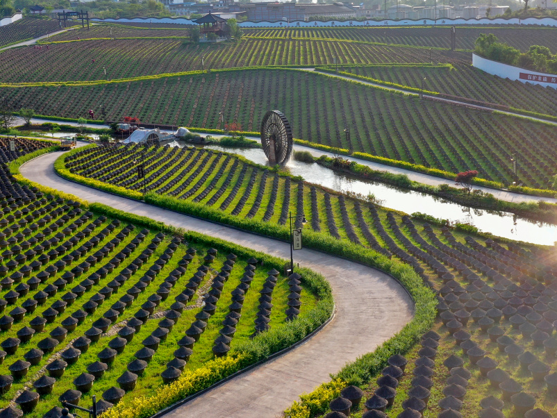 云游合江千年荔城古韵悠长