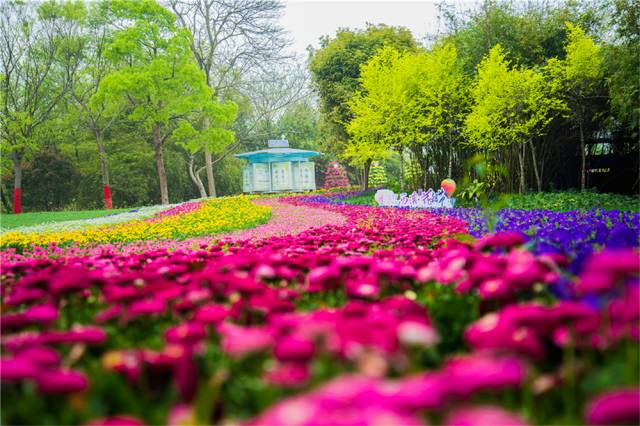 植物景观该如何设计？