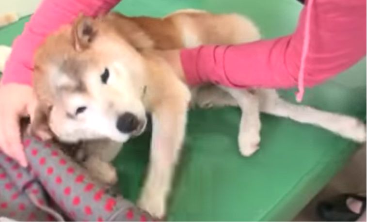 影視丨在上海5000月薪，她用38萬克隆死去的小狗，為什麼說寵物是家人，看完淚奔！ 萌寵 第24張
