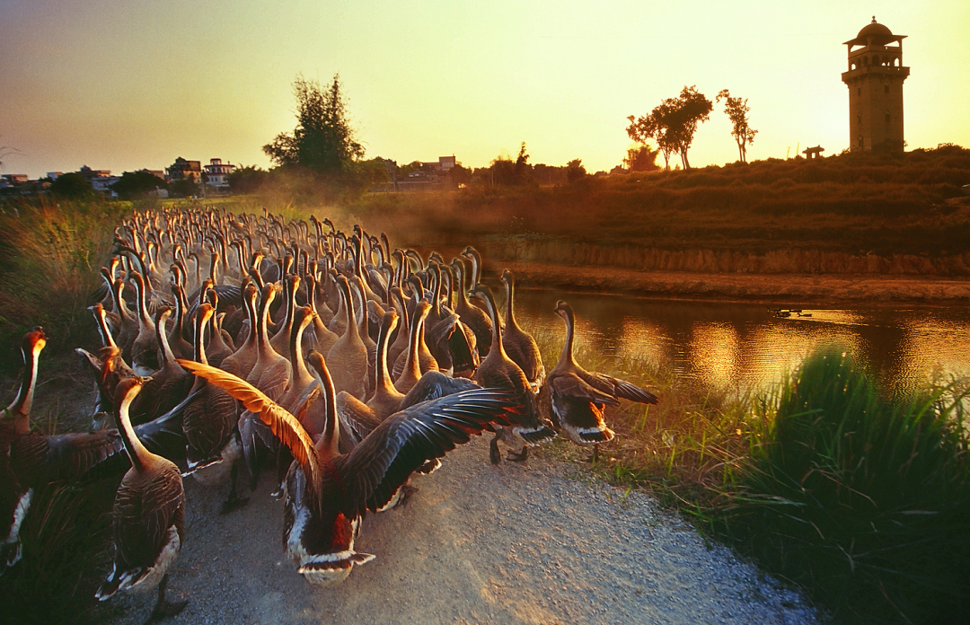 如何深化马冈优品行政区品牌建设仲恺专家这样说