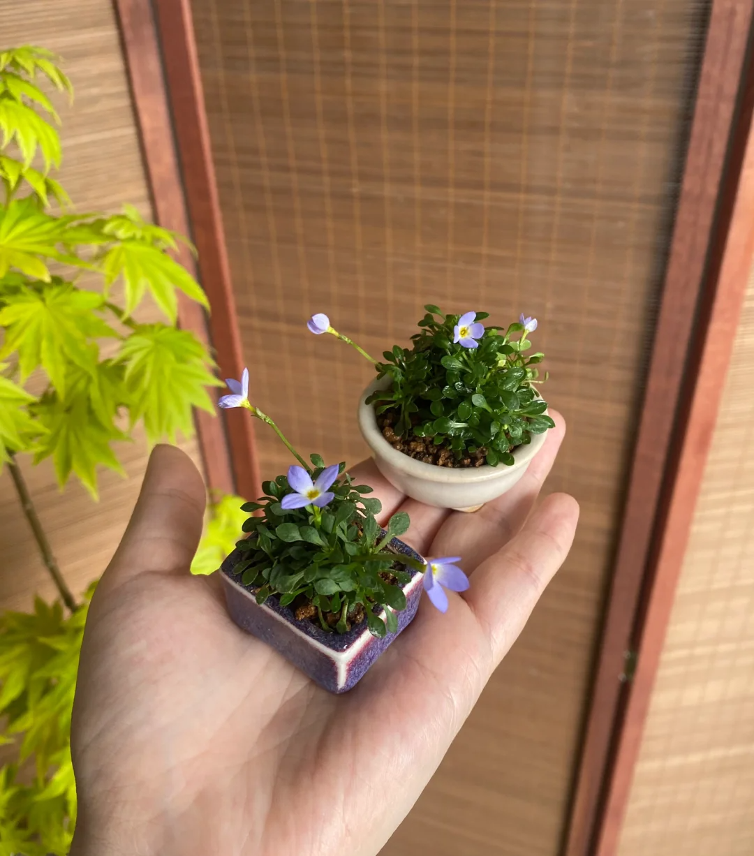 回家后,将紫花地丁栽种到花盆里,表面在铺上一层苔藓,紫花,绿色,绿景