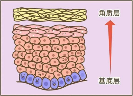头部表皮的生理过程称为角质化过程,表皮从基底层形成细胞,并增殖