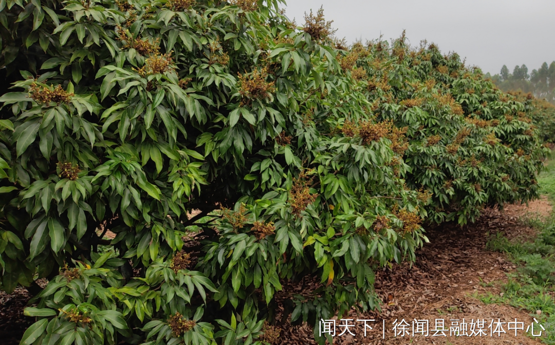 徐闻县政府门户网站- 迈陈镇：今年5月份将举办首届“中国大陆最南端荔枝节”