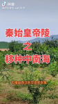 秦陵石榴树移种中南海