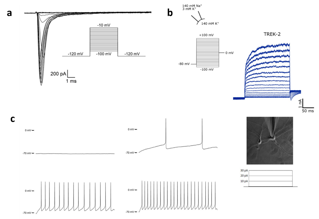电生理设备有哪些电生理技术的新飞跃：全球最小的膜片钳放大器，可以放进衣服口袋_https://www.jmylbn.com_新闻资讯_第9张