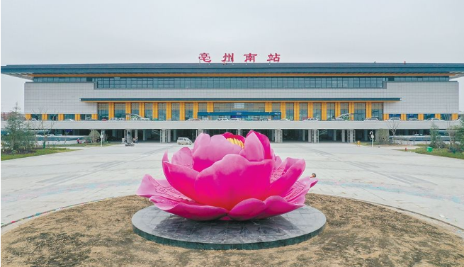 亳州药市最新行情播报（4.29）