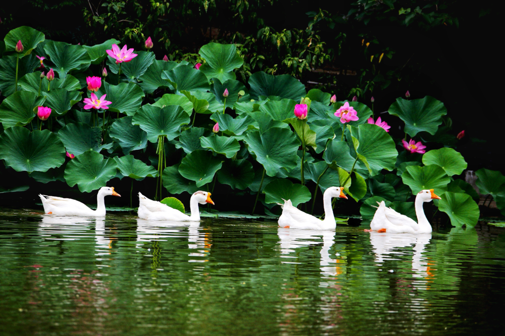 花开时,它们亭亭玉立,婀娜多姿,宛如水中优雅的仙子,与鸳鸯,鸭子相伴