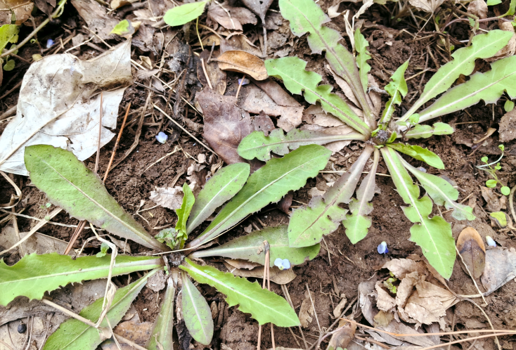 2024初春版洛阳吃野菜攻略出炉