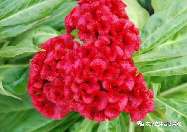 花语传说 如火一般的鸡冠花 友邦立体园艺景观 微信公众号文章阅读 Wemp