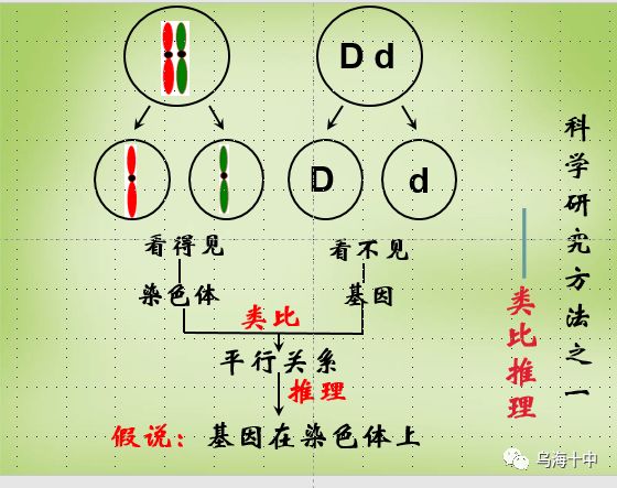 孟德尔的遗传定律_不遵循孟德尔遗传定律_孟德尔遗传定律教案范文