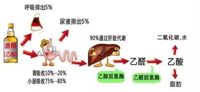 红杉健康小课堂(第6期)——SOD与饮酒 红杉健康小课堂(第6期)——SOD与饮酒