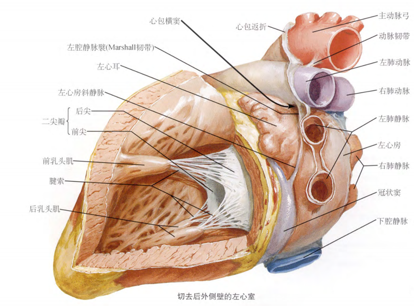 室性早搏的体表心电图定位