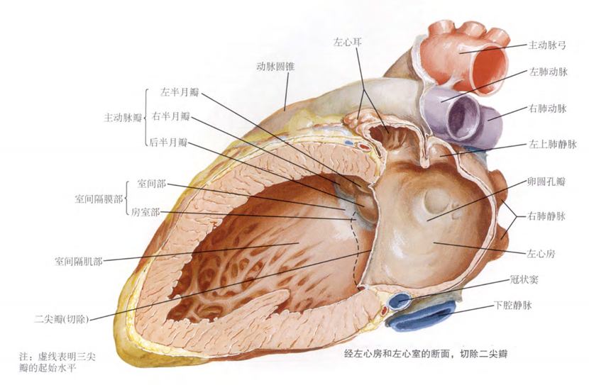 室性早搏的体表心电图定位