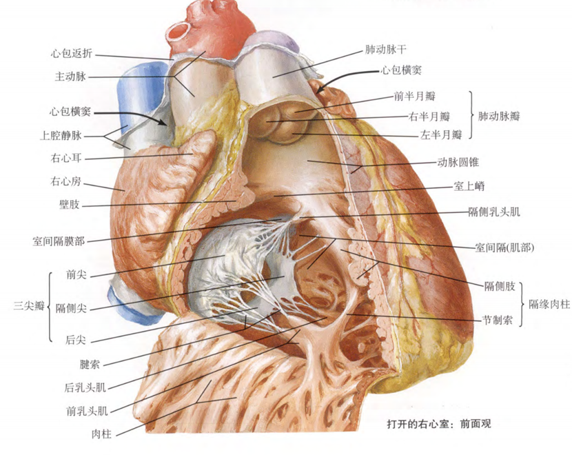 室性早搏的体表心电图定位