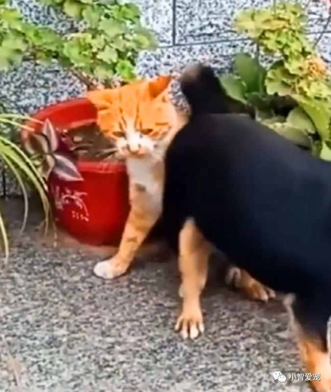 黑狗和大橘猫庭院pk 黑狗使出一招乌龙摆尾 大橘猫当场就懵了 小智爱宠 微信公众号文章阅读