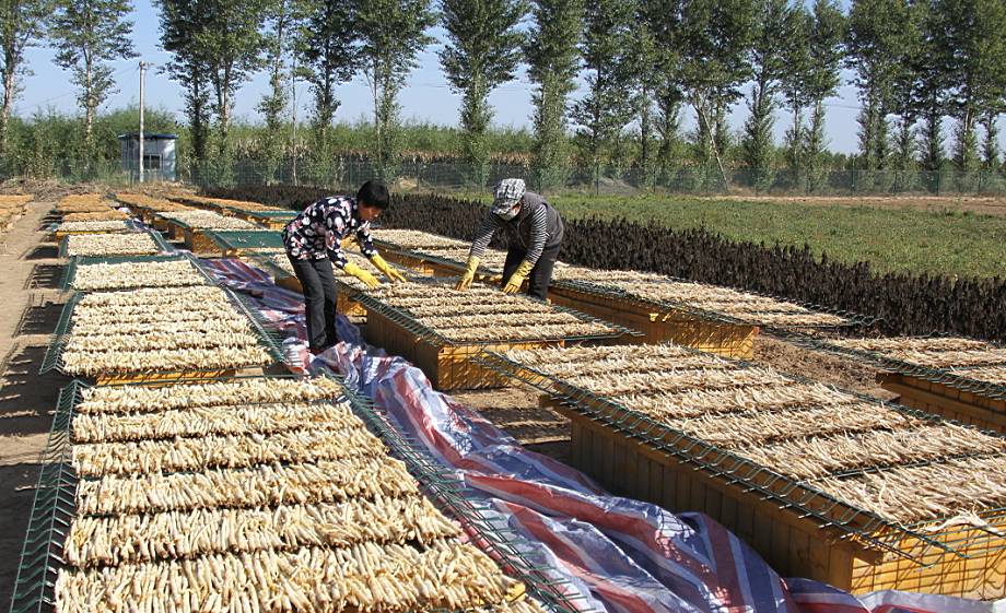 刘国安药材种植基地里工作人员正在晾晒药材