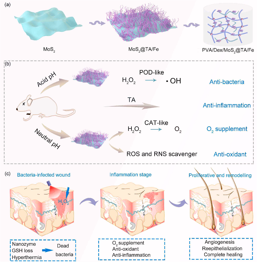水凝胶伤口敷料怎么用让细菌无处遁形，让伤口安全愈合，一文带你看抗菌水凝胶敷料的设计策略_https://www.jmylbn.com_新闻资讯_第10张