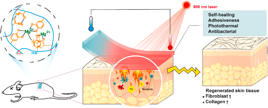 水凝胶伤口敷料怎么用让细菌无处遁形，让伤口安全愈合，一文带你看抗菌水凝胶敷料的设计策略_https://www.jmylbn.com_新闻资讯_第7张