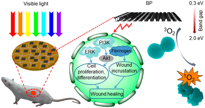 水凝胶伤口敷料怎么用让细菌无处遁形，让伤口安全愈合，一文带你看抗菌水凝胶敷料的设计策略_https://www.jmylbn.com_新闻资讯_第8张