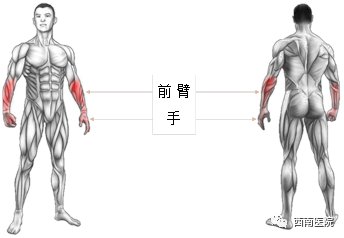悬吊训练系统 怎么装@所有人，军医介绍悬吊的正确方法，可预防训练伤_https://www.jmylbn.com_新闻资讯_第2张