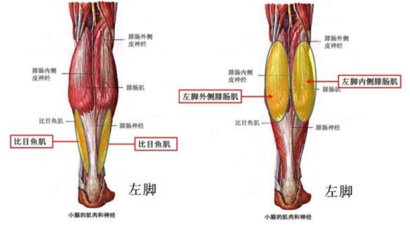 看了人家的美腿大show你好意思不努力吗