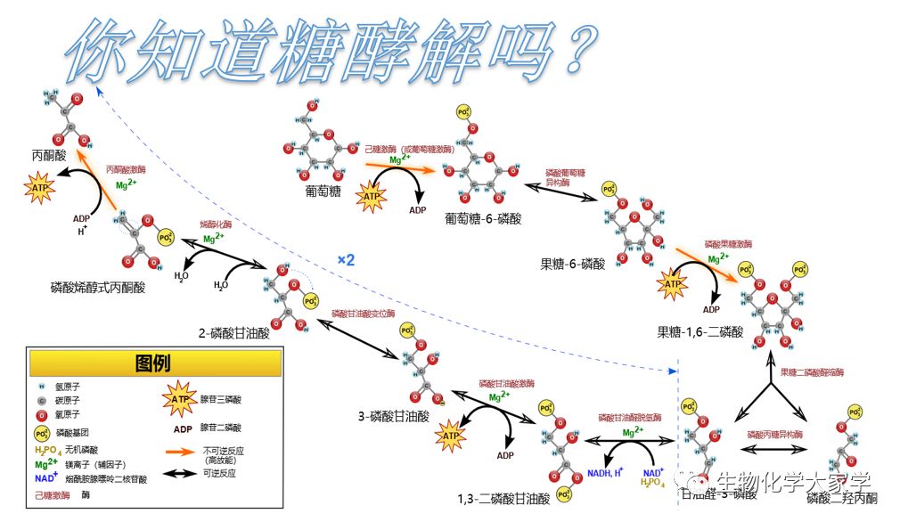 生物化学专题研究读书报告 八 准平衡的糖酵解反应与代谢平衡和能量产率关系 生物化学大家学 微信公众号文章阅读