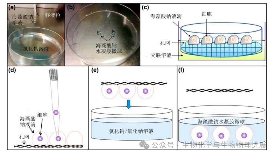 水凝胶怎么保存【前沿科普】“包封冷冻与释放”——卵母细胞的低温保存之旅_https://www.jmylbn.com_新闻资讯_第2张