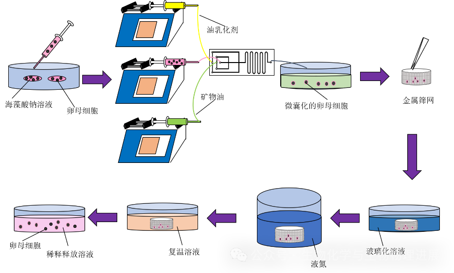 水凝胶怎么保存【前沿科普】“包封冷冻与释放”——卵母细胞的低温保存之旅_https://www.jmylbn.com_新闻资讯_第4张