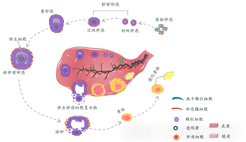 水凝胶怎么保存【前沿科普】“包封冷冻与释放”——卵母细胞的低温保存之旅_https://www.jmylbn.com_新闻资讯_第1张