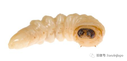 新加坡糖尿病不截肢 国大医院请蛆虫帮忙 新加坡眼 微信公众号文章阅读 Wemp