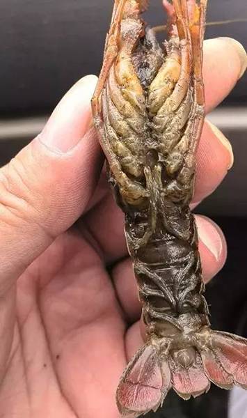 4号小龙虾病患:纤毛虫病