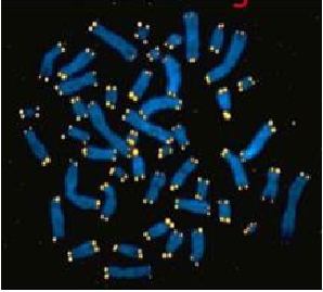 fh染色检测是什么一文了解——荧光原位杂交技术（FISH）_https://www.jmylbn.com_新闻资讯_第3张