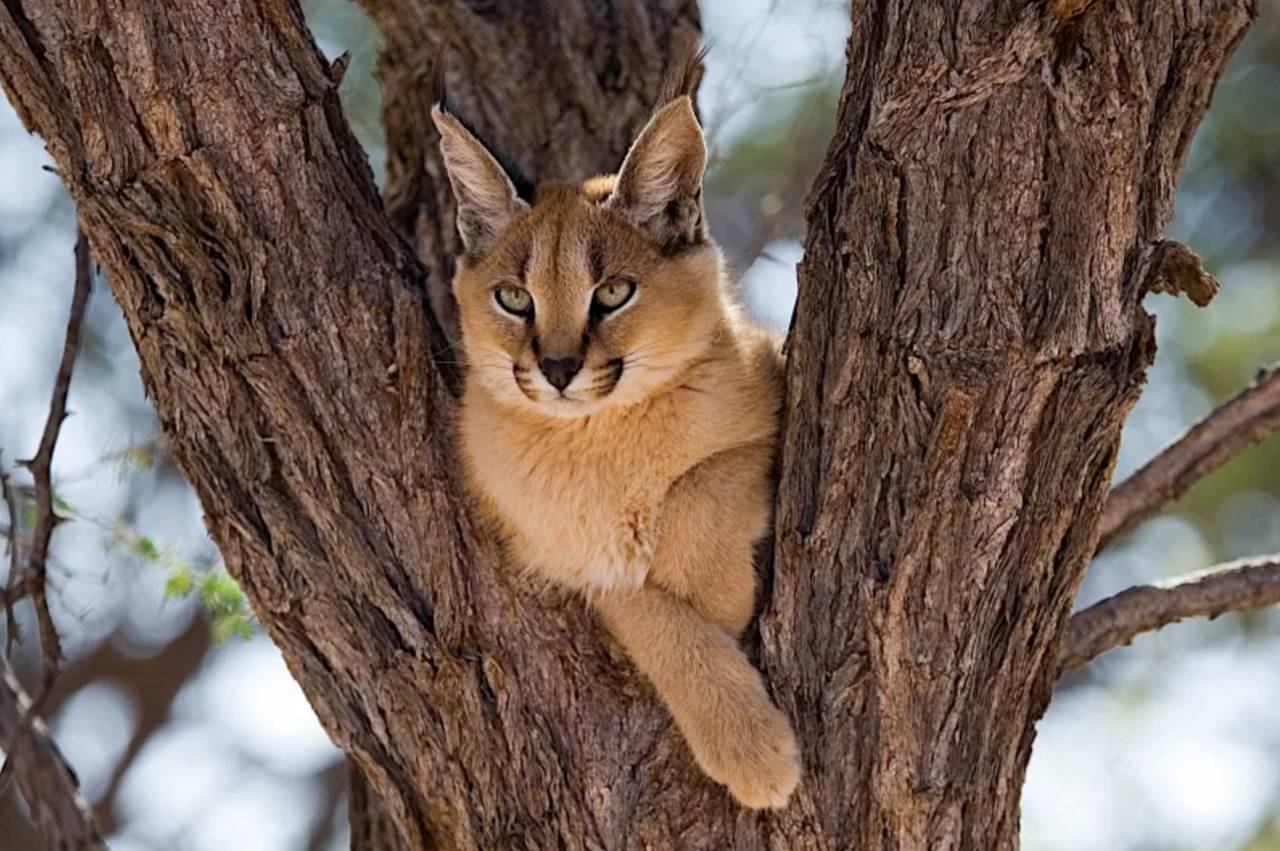 不服老!越老越要双马尾的狞猫,蹦哒一跳,可以捉鸟!| 果壳 科技有意思