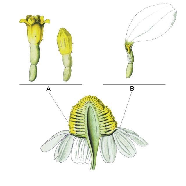 雏菊的结构示意图图片