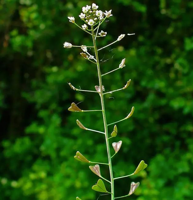 荠菜被认错的可能性极大,然而它的特征也蛮明显:先簇拥在一起又慢慢