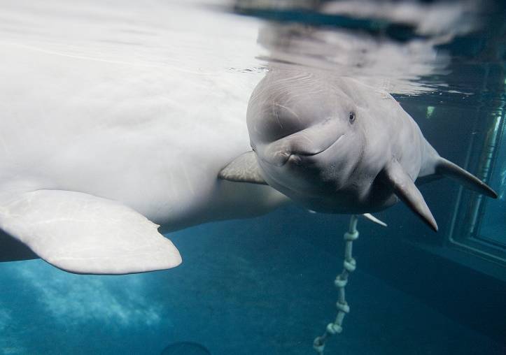 冰与雪的化身,天使般的白鲸