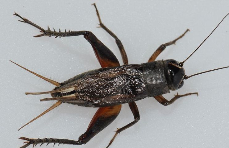 它大名阎魔你可能养过