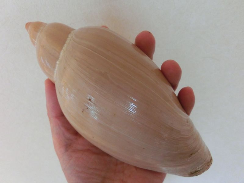 说好了是谷米螺这种为什么这么大