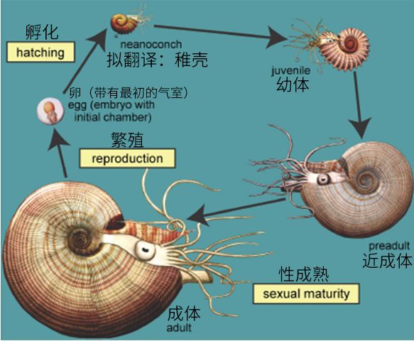 菊石是怎样一步步被掰弯的