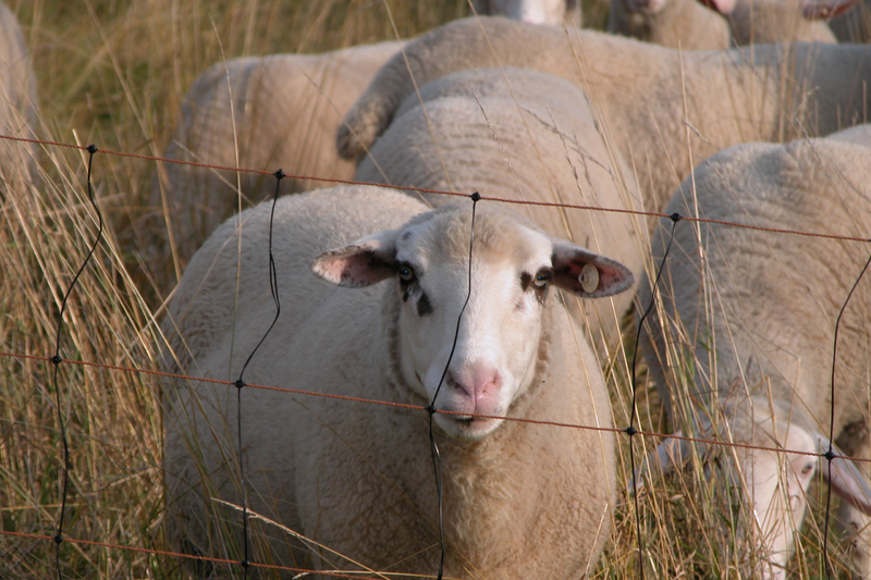 多利羊_多利_哈多利系博美犬价格
